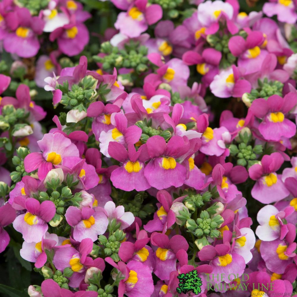 Nemesia Lady Dawn Bedding Plug Plant