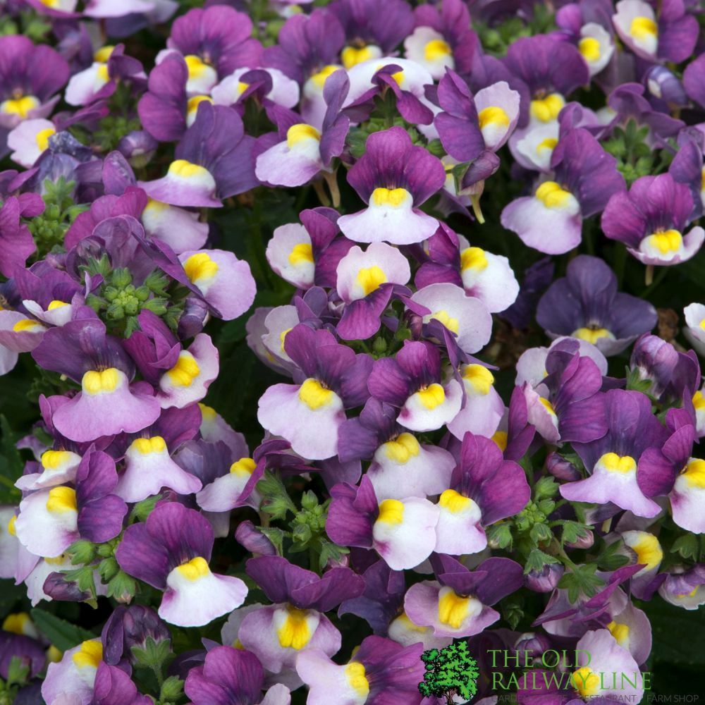 Nemesia Lady Jane Bedding Plug Plant