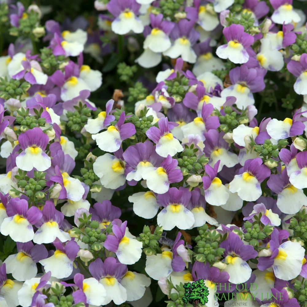 Nemesia Lady Kate Bedding Plug Plant