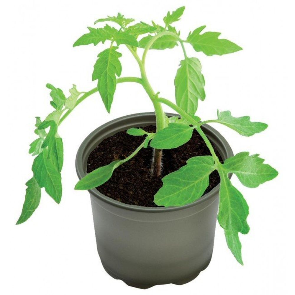 Garland 10.5cm Bio-Based Growing Pots (Pack of 5)