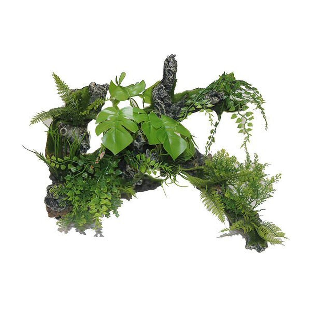 Betta 34cm Extra Large Root & Plants