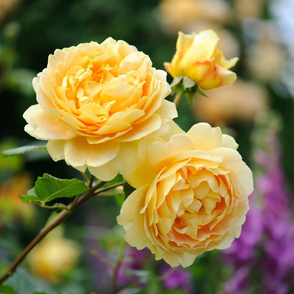 David Austin 'Golden Celebration' English Shrub Rose Plant 6Ltr Pot