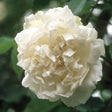 David Austin 'MME Alfred Carriere' White Climbing Rose 6Ltr Pot