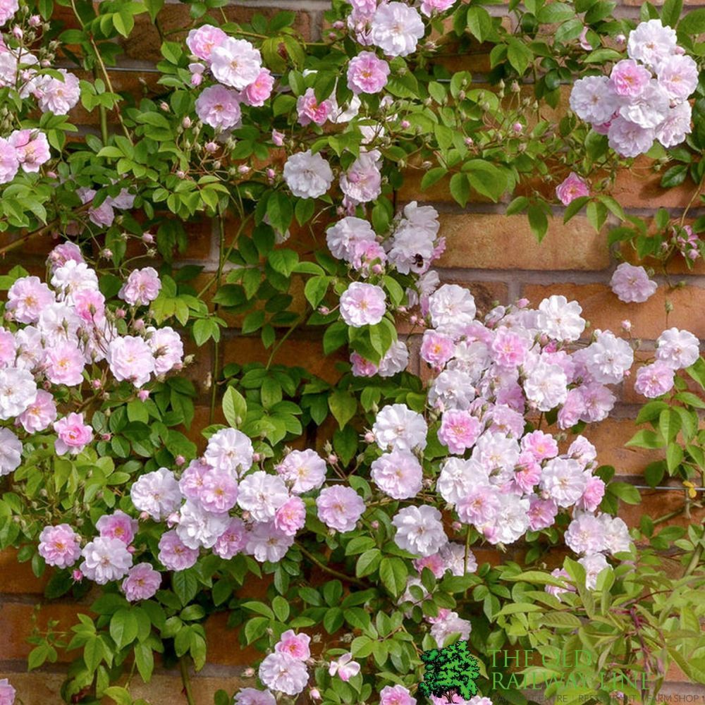David Austin 'Paul's Humalayan Musk' Pink Rambling Rose 6Ltr Pot