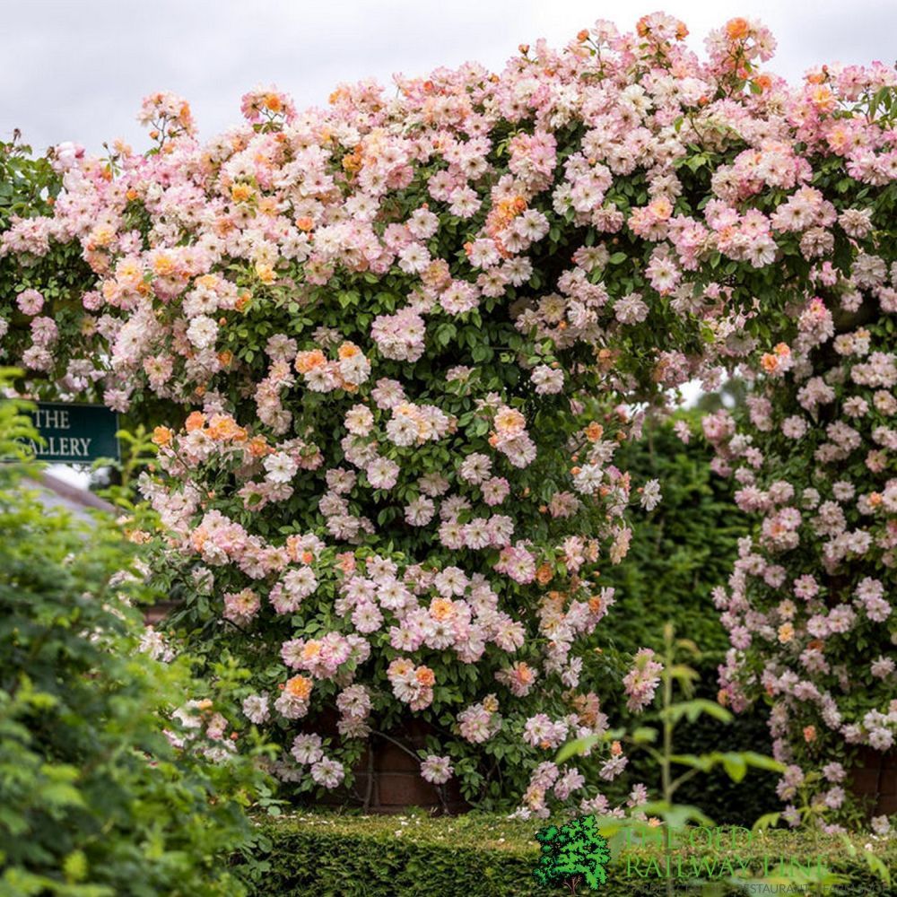 David Austin 'Phyllis Bide'  Apricot Pink Rambling Rose 6Ltr Pot