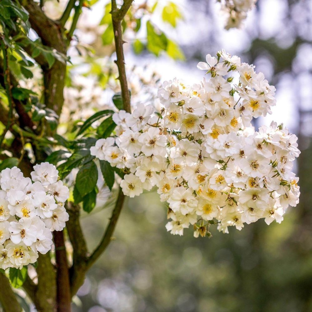 David Austin 'Rambling Rector' White Rambling Rose  6Ltr Pot