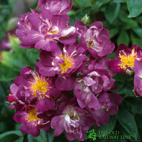 David Austin 'Veilchenblau' Rambling Rose  6Ltr Pot