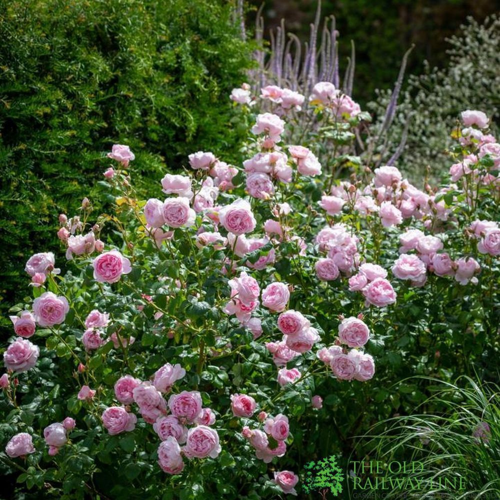 David Austin 'Scepter'd Isle' Light Pink English Rose 6Ltr Pot