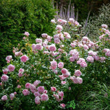 David Austin 'Scepter'd Isle' Light Pink English Rose 6Ltr Pot
