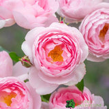 David Austin 'Scepter'd Isle' Light Pink English Rose 6Ltr Pot