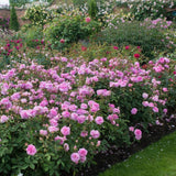 David Austin 'The Mayflower' Pink English Rose 6Ltr Pot