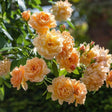 David Austin 'Grace Apricot' English Shrub Rose Plant 6Ltr Pot