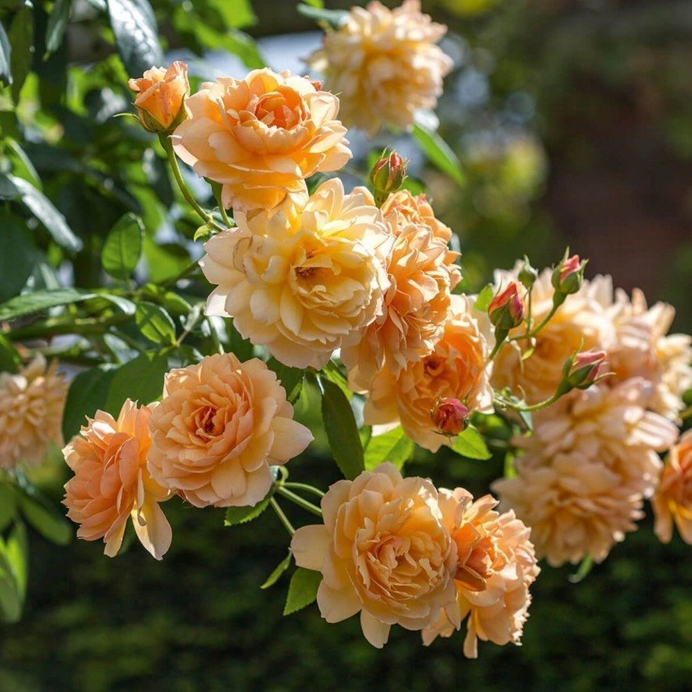 David Austin 'Grace Apricot' English Shrub Rose Plant 6Ltr Pot