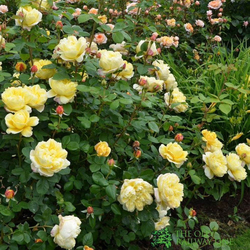 David Austin 'Charles Darwin' Yellow English Rose 6Ltr Pot