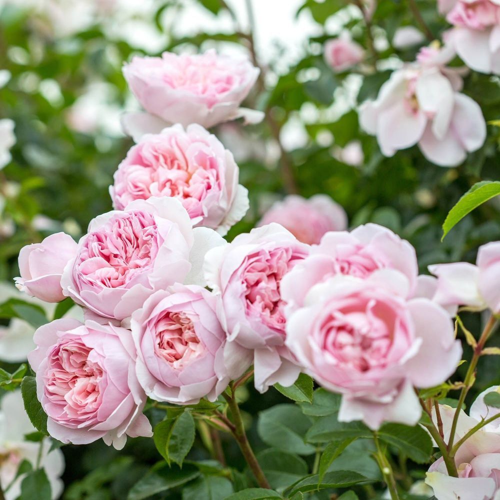 Pink English Shrub Roses David Austin 'Wildeve' Light Pink English Shrub Rose 6Ltr Pot – Old ...