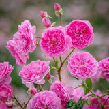 David Austin 'Harlow Carr' Pink English Rose 6Ltr Pot