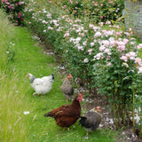 David Austin 'Queen of Sweden' Pink English Rose 6Ltr Pot