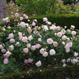 David Austin 'Gentle Hermione' Pink English Rose 6Ltr Pot