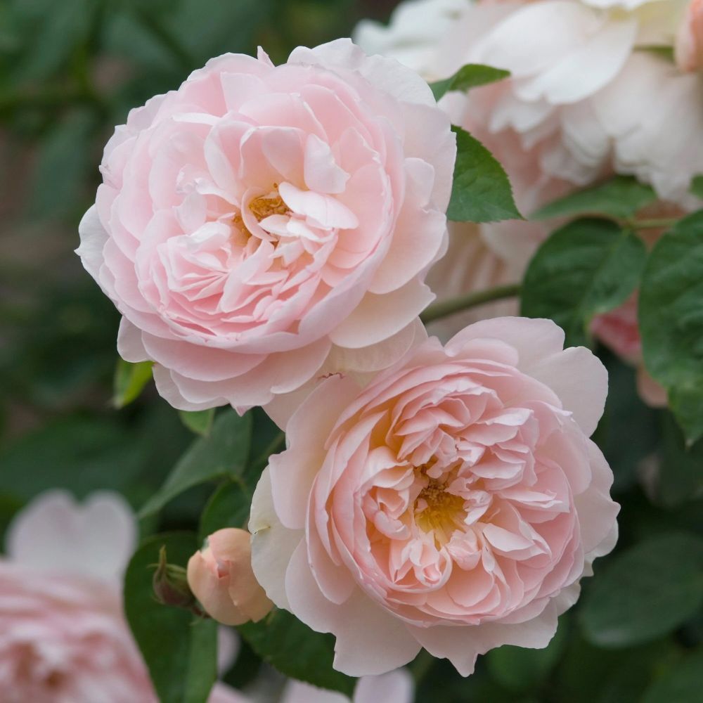 David Austin 'Gentle Hermione' Pink English Rose 6Ltr Pot
