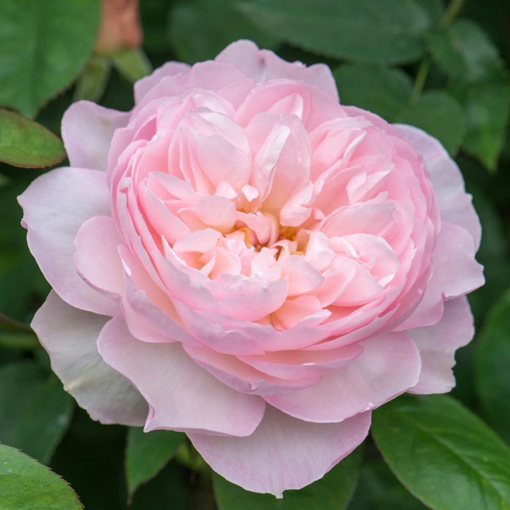 David Austin 'Gentle Hermione' Pink English Rose 6Ltr Pot