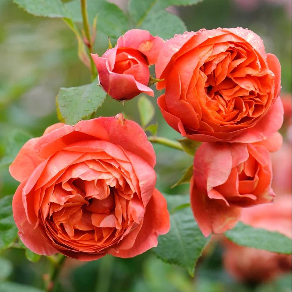 Orange Rose 'Summer Song' David Austin English Shrub Rose 6Ltr Pot