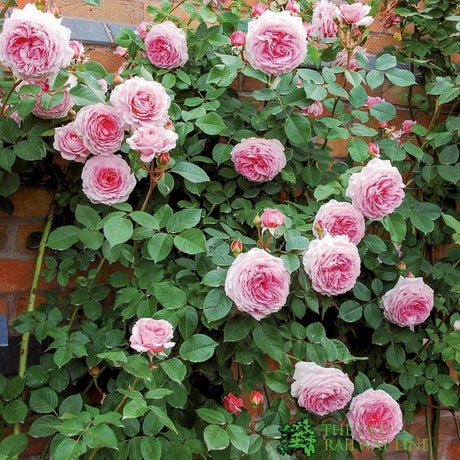 David Austin 'James Galway' Light Pink English Climbing Rose 6Ltr Pot