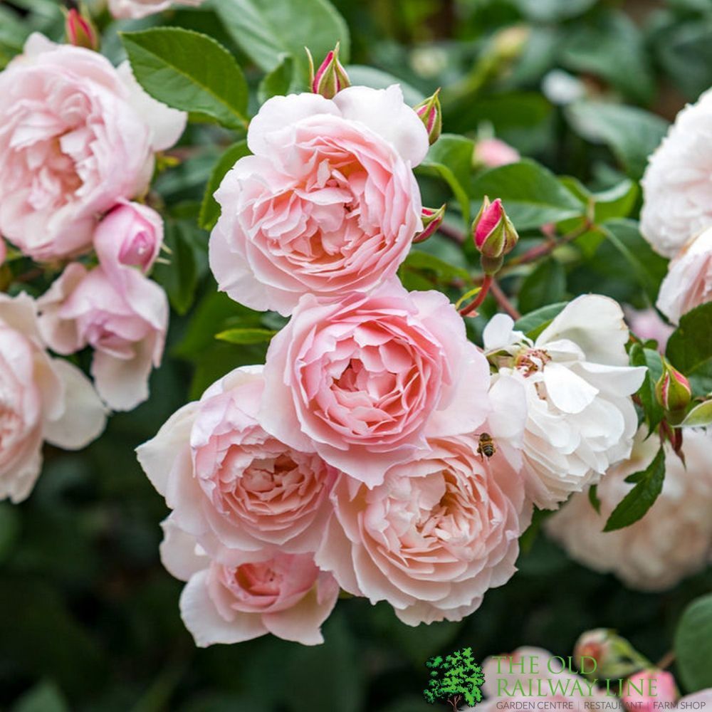 David Austin 'The Generous Gardener' Pale Pink English Climbing Rose 6Ltr Pot