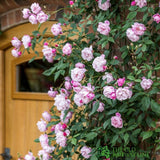 David Austin 'Mary Delany' Pink Climbing Rose  6Ltr Pot
