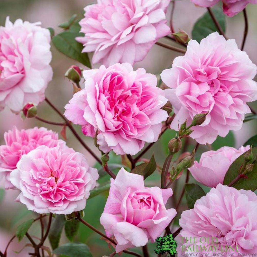 David Austin 'Mary Delany' Pink Climbing Rose  6Ltr Pot