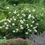 David Austin 'Lichfield Angel' Cream English Shrub Rose 6Ltr Pot