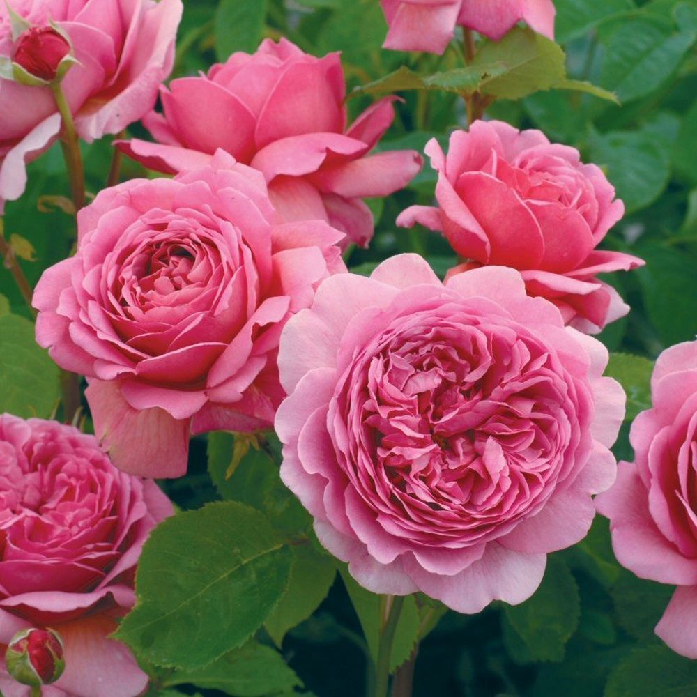 David Austin 'Princess Alexandra of Kent' Bright Pink English Shrub Rose Plant 6Ltr Pot