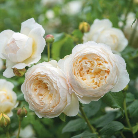 David Austin 'Claire Austin' White English Climbing Rose  6Ltr Pot