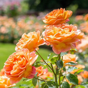 David Austin 'Lady of Shallot' Orange English Shrub Rose Plant 6Ltr Pot