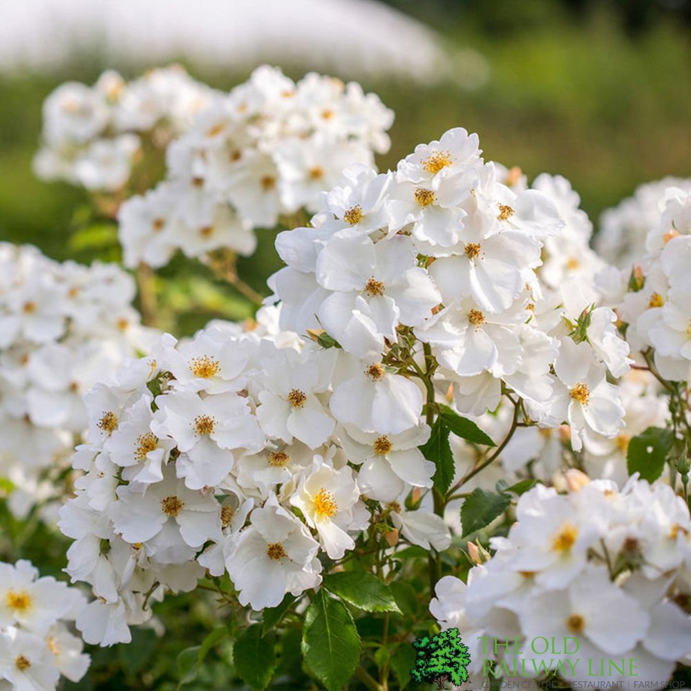 David Austin 'Kew Gardens' White English Shrub Rose 6Ltr Pot