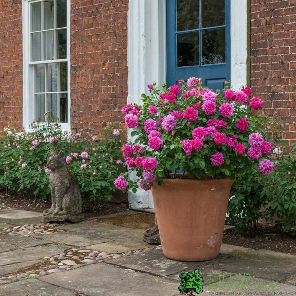 David Austin 'Princess Anne' Pink English Rose 6Ltr Pot