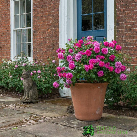 David Austin 'Princess Anne' Pink English Rose 6Ltr Pot