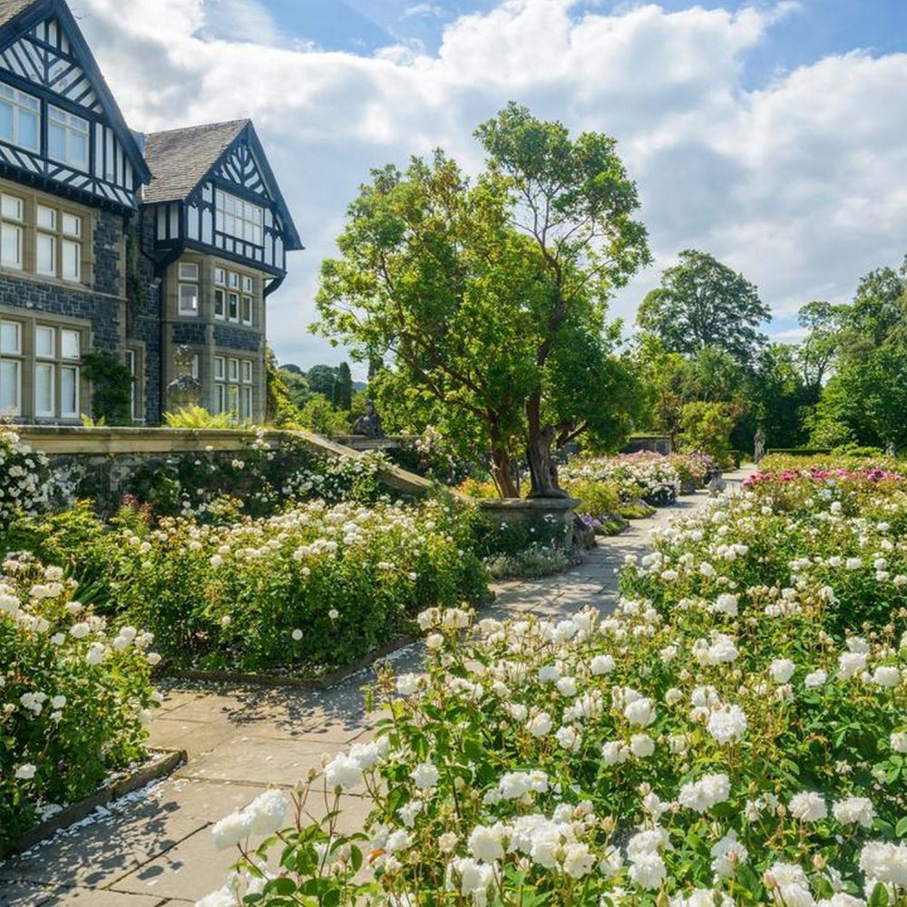David Austin 'Susan Williams-Ellis' English Shrub Rose 6Ltr Pot