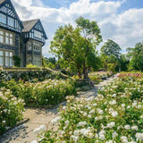 David Austin 'Susan Williams-Ellis' English Shrub Rose 6Ltr Pot