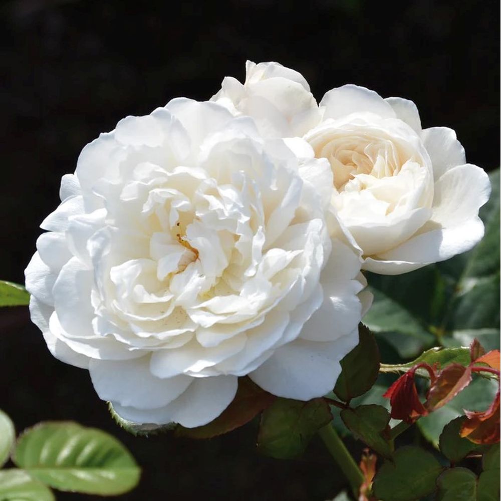 White Rose 'William and Catherine' David Austin English Shrub Rose 6Ltr Pot