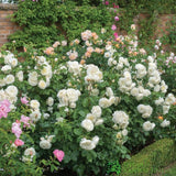 David Austin 'Tranquillity' White English Shrub Rose 6Ltr Pot
