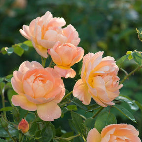 David Austin 'The Lark Ascending' English Shrub Rose Plant 6Ltr Pot