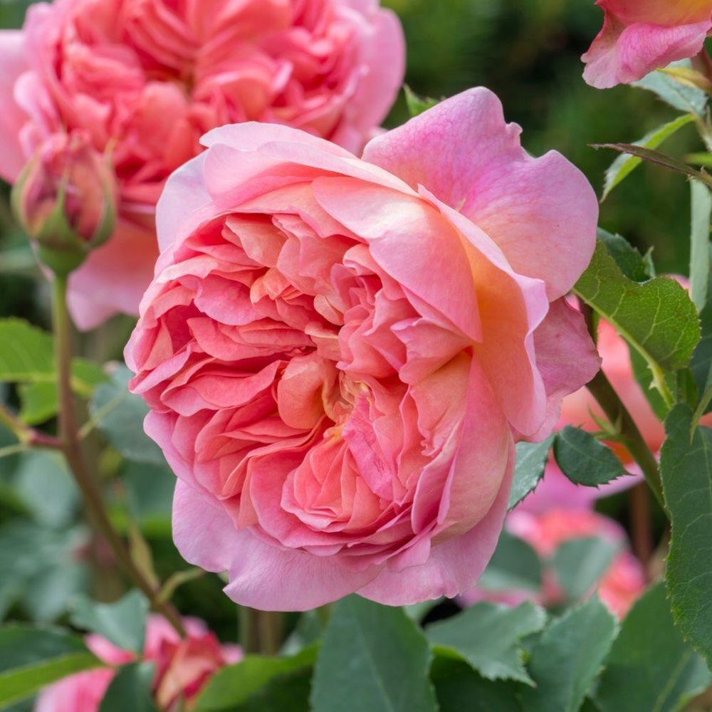 David Austin 'Boscobel' Coral Pink English Shrub Rose Plant 6Ltr Pot