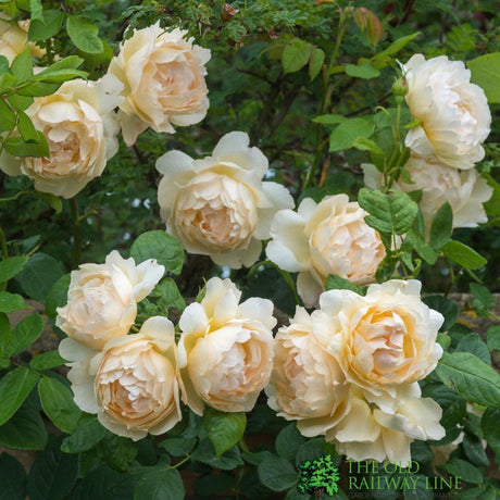 David Austin 'Wollerton Old Hall' English Climbing Rose Plant