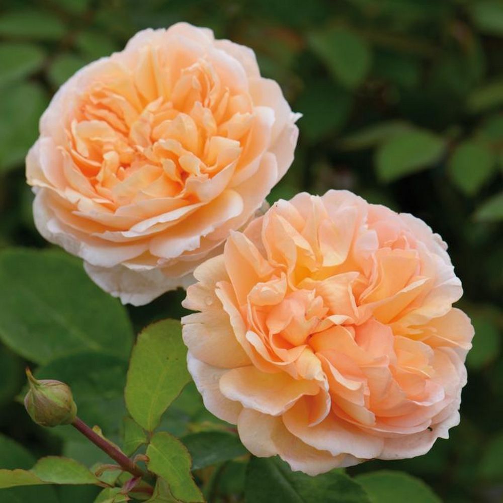 David Austin 'The Lady Gardener' Peach English Shrub Rose 6Ltr Pot