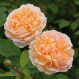David Austin 'The Lady Gardener' Peach English Shrub Rose 6Ltr Pot