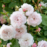 David Austin 'The Albrighton Rambler' Pale Pink Rose 6Ltr Pot