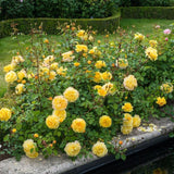 David Austin 'The Poet's Wife' Yellow English Rose 6Ltr Pot