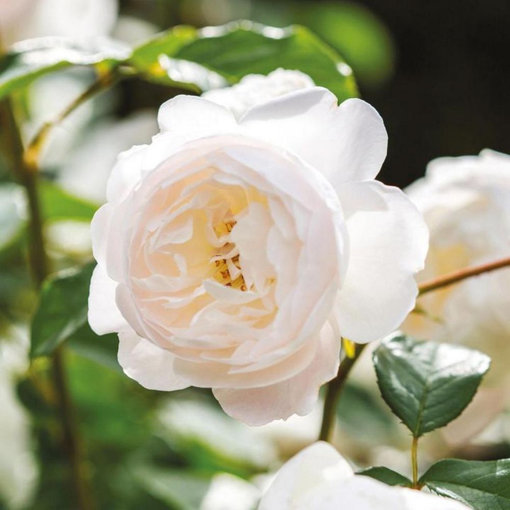 David Austin 'Desdemona' White English Shrub Rose 6Ltr Pot