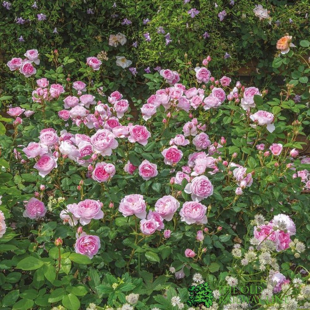 David Austin 'The Ancient Mariner' Pink English Shrub Rose 6Ltr Pot