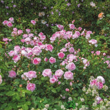 David Austin 'The Ancient Mariner' Pink English Shrub Rose 6Ltr Pot